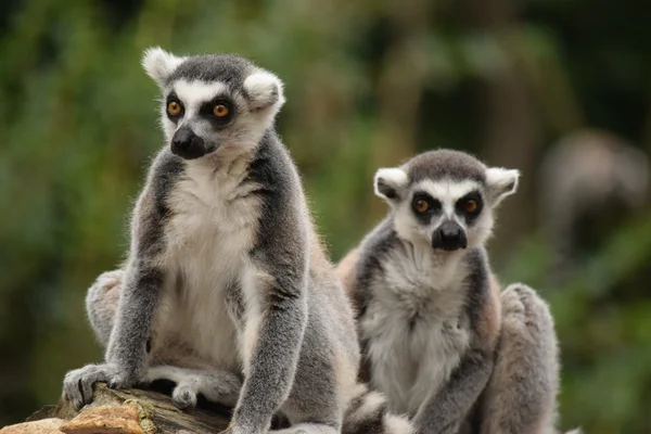 Lemur. — Stock fotografie