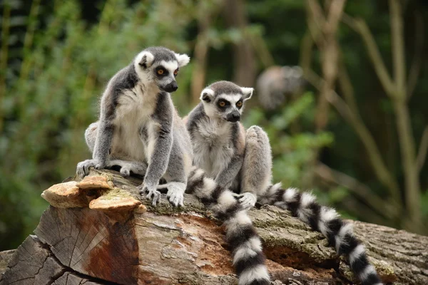 Lemur. — Stockfoto