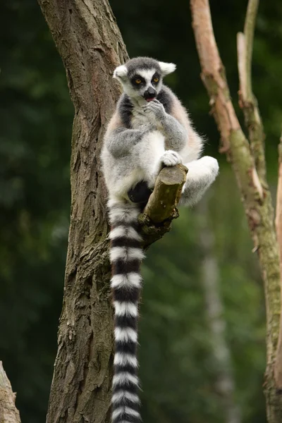 Lemur. — Stok fotoğraf