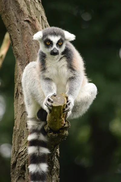 Lemur. — Stock Photo, Image