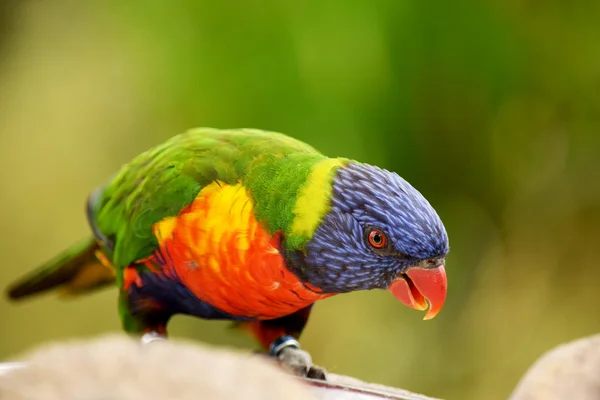 Parrot. — Stock Photo, Image