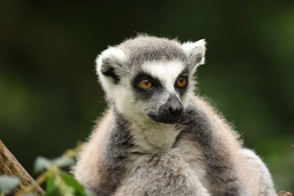 Lemur. — Stock fotografie