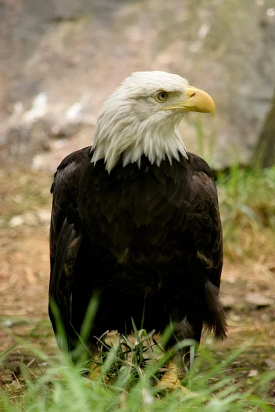 Águila. —  Fotos de Stock