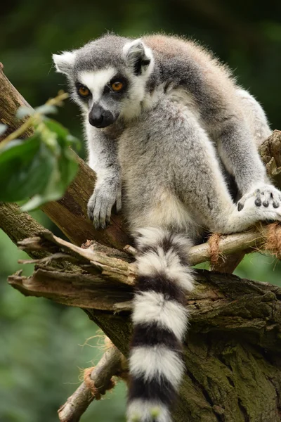 Lemurer. — Stockfoto