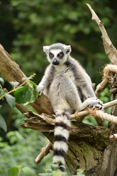 Lemur. — Stock fotografie