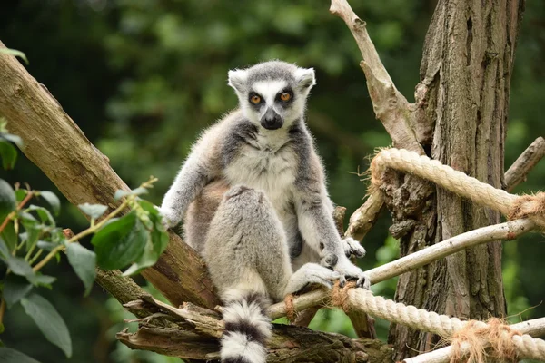 Lemur.