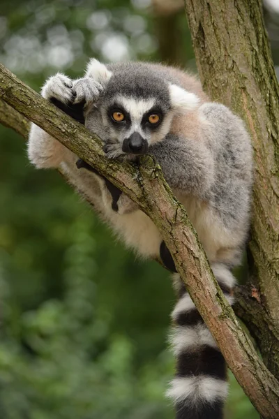 Lemur. — Stockfoto