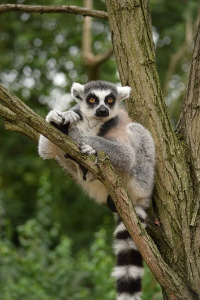 Lemur.