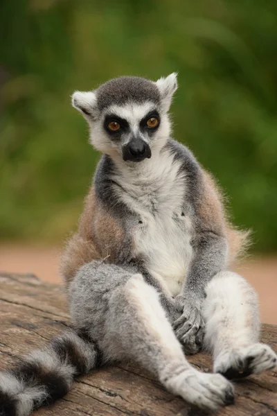 Lemur. — Stock Photo, Image