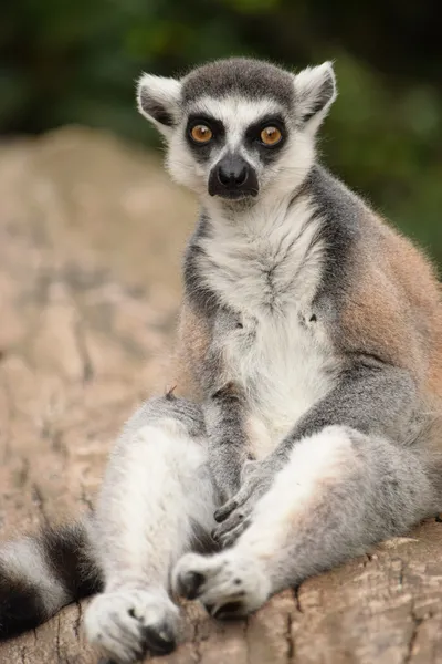 Lemur. — Stockfoto