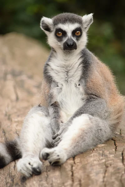 Lemur. — Stok fotoğraf