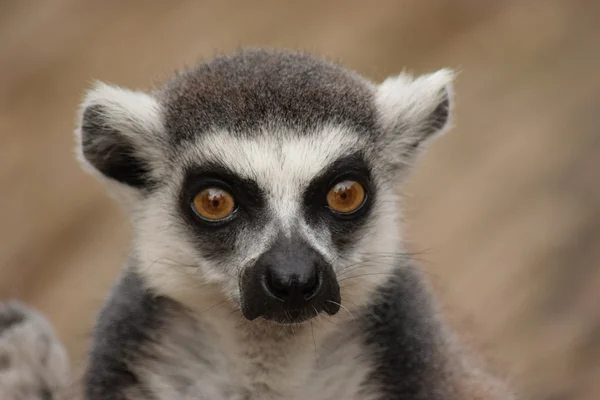 Lemur. — Stockfoto