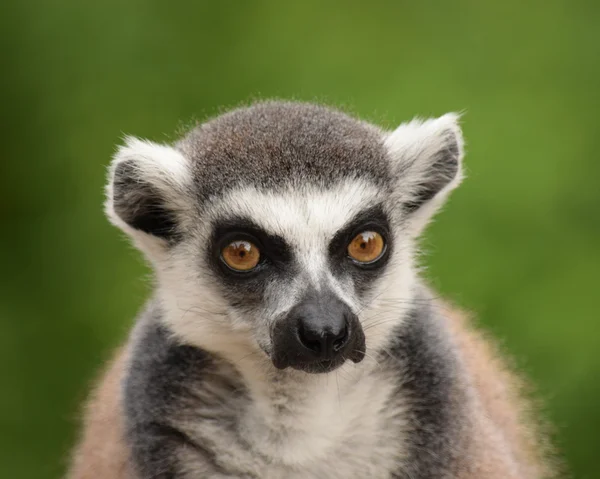 Lemur. — Stockfoto