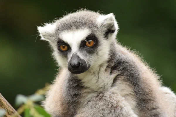 Lemur. — Stok fotoğraf