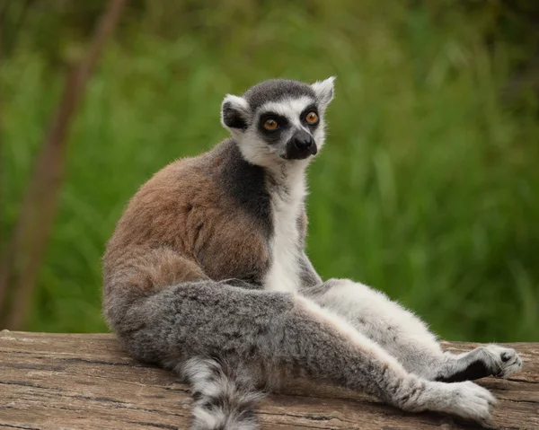 Lemur. — Stock Photo, Image