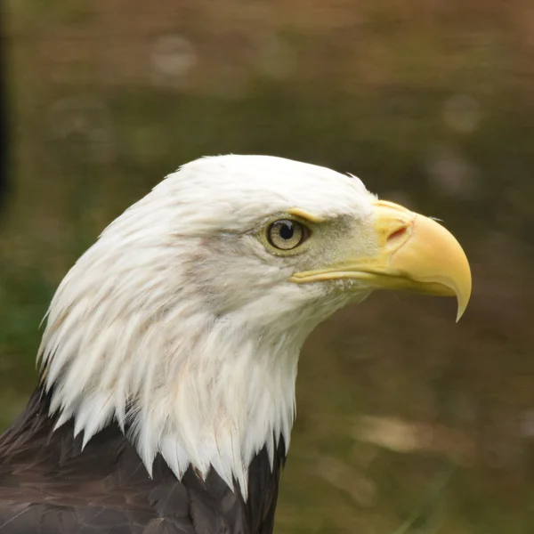 Águila. — Foto de Stock