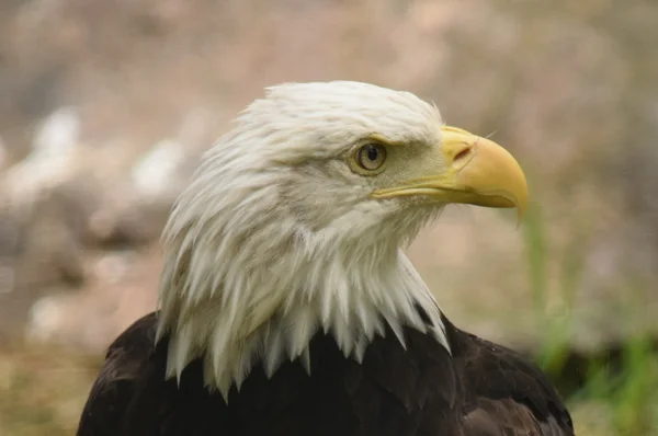 Águila. — Foto de Stock