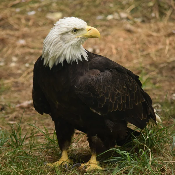 Adelaar. — Stockfoto