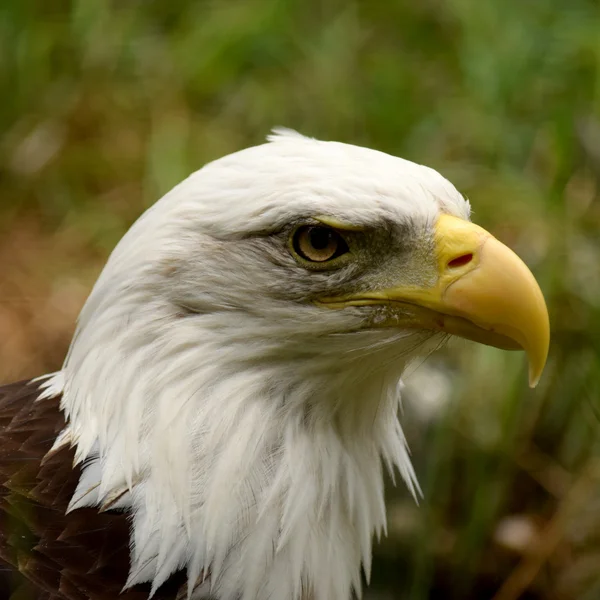 Águila. —  Fotos de Stock