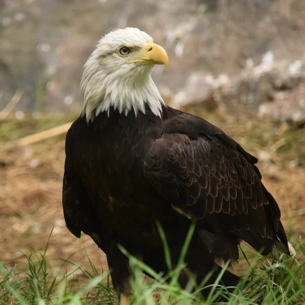 Águila. —  Fotos de Stock