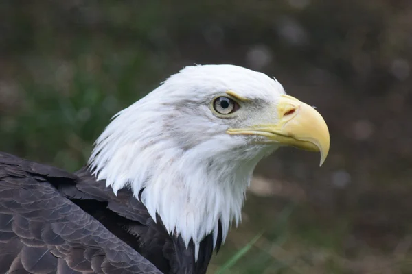 Águila. —  Fotos de Stock