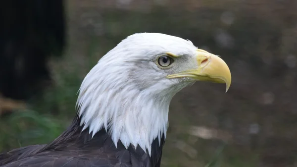Águila. — Foto de Stock