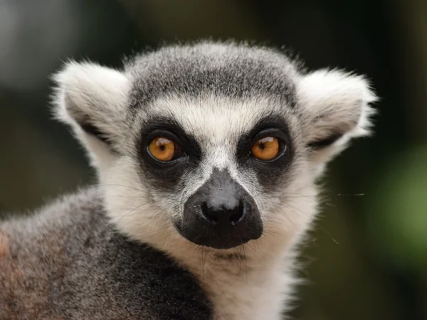 Lemur. — Stok fotoğraf