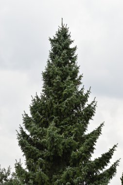 Ağaç.