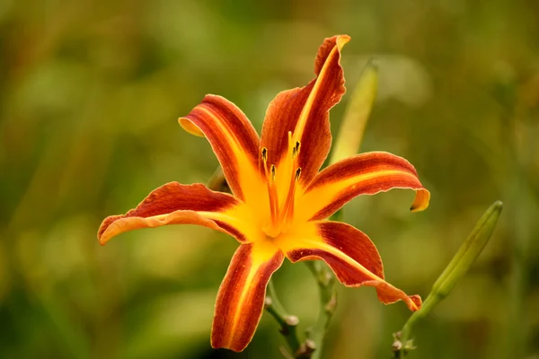 Flor. — Fotografia de Stock