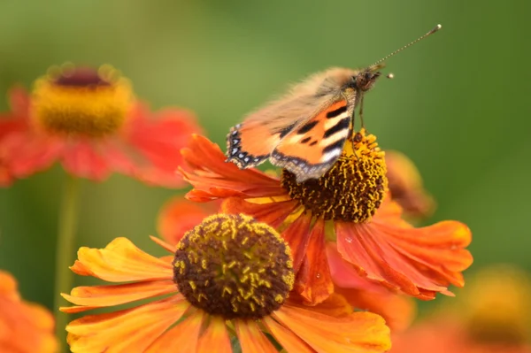 Blommor. — Stockfoto