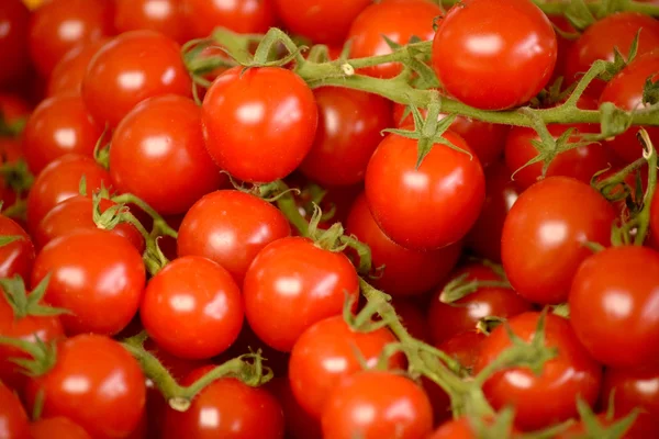 Tomato. — Stock Photo, Image