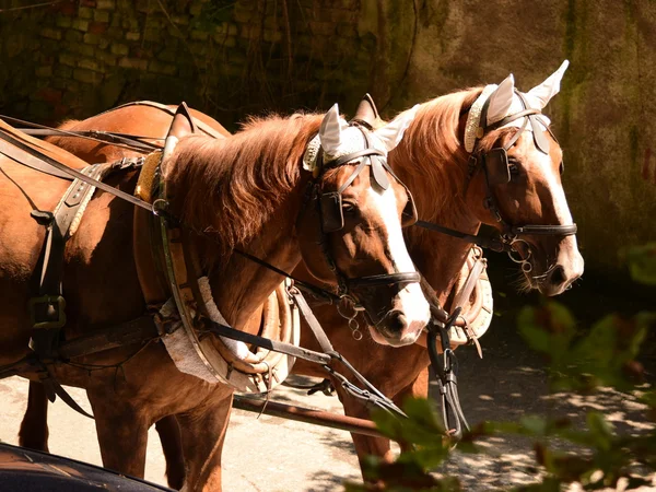 Caballo. — Foto de Stock