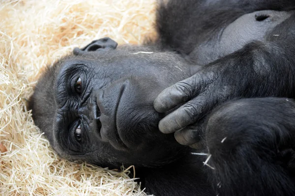 Gorilla. — Stockfoto