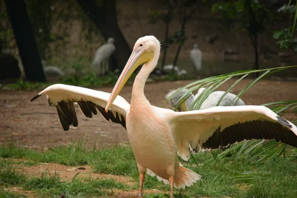 Pelican. — Stock Photo, Image