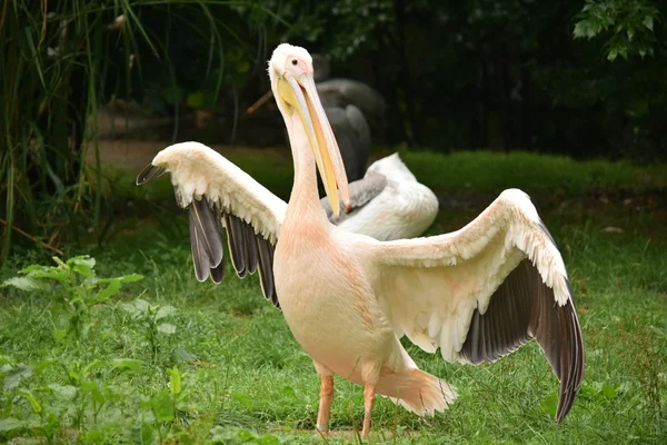 Pelican. — Stock Photo, Image
