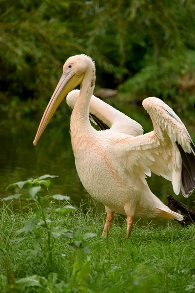 Pelican. — Stock Photo, Image