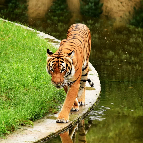 Tigre. — Foto de Stock