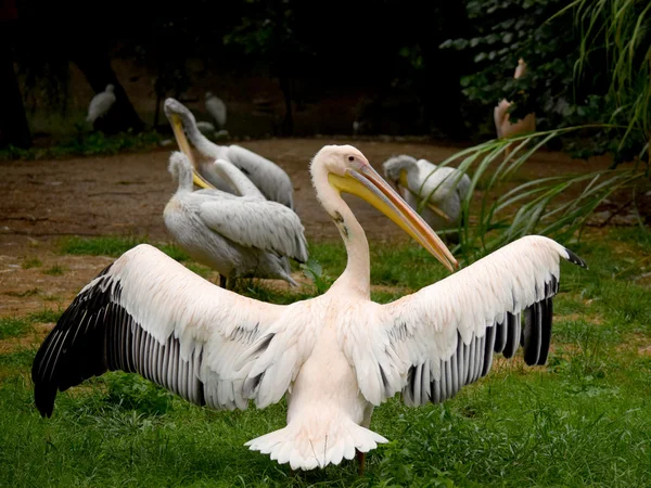 Pelican. — Stock Photo, Image