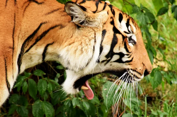 Tygrys. — Zdjęcie stockowe
