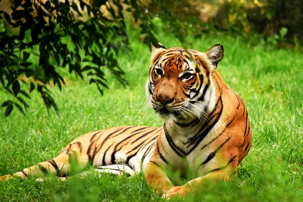 Tiger. — Stockfoto