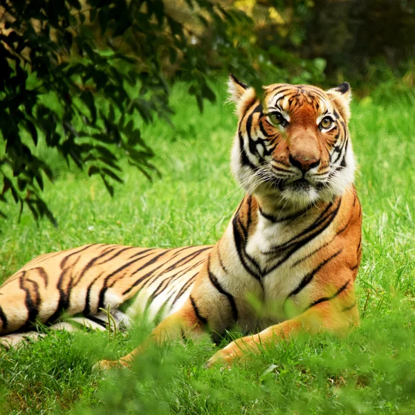 Tiger. — Stockfoto