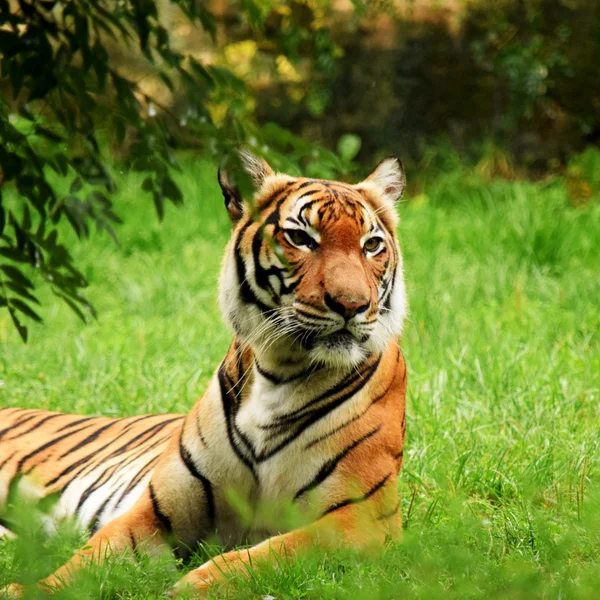 Tigre. — Fotografia de Stock