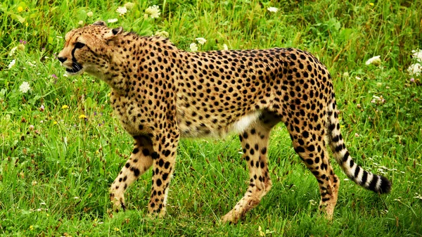 Jachtluipaarden. — Stockfoto