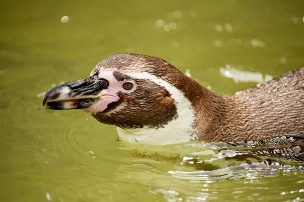 Pinguim. — Fotografia de Stock