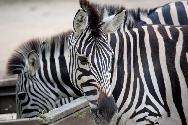 Zebra. — Stock Photo, Image