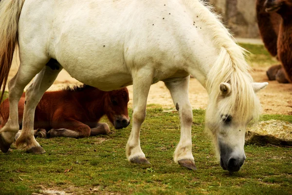 Caballo. — Foto de Stock