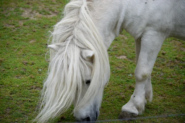 Cavalo. — Fotografia de Stock