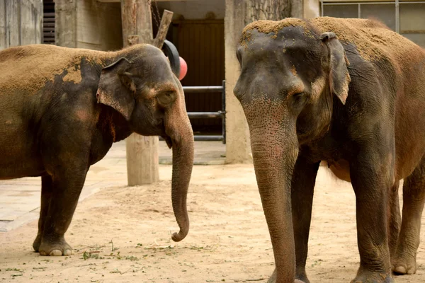 Elefante. — Foto Stock