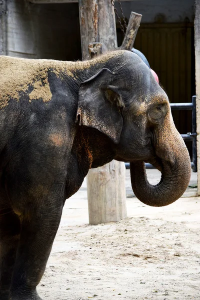 Elefante. — Foto de Stock