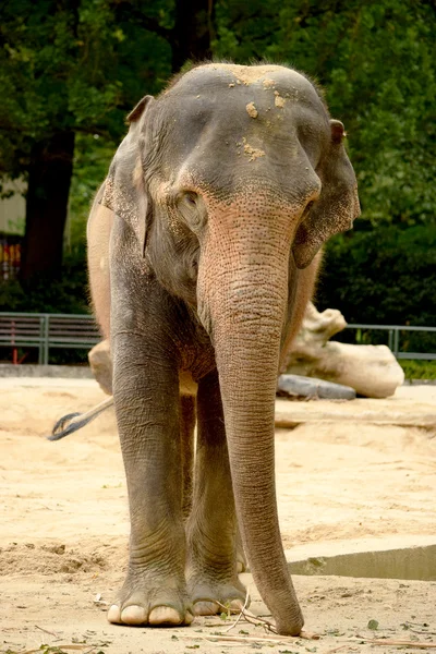 Слон. — стоковое фото